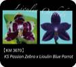 Phal. KS Passion Zebra x Lioulin Blue Parrot 3670